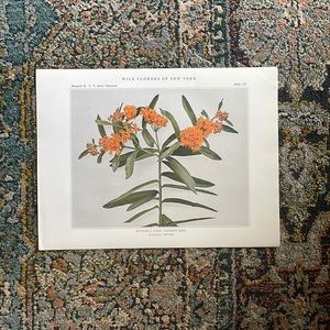 🖤5/$25 Antique Botanical Plant Print Original over 100 years old Vintage art